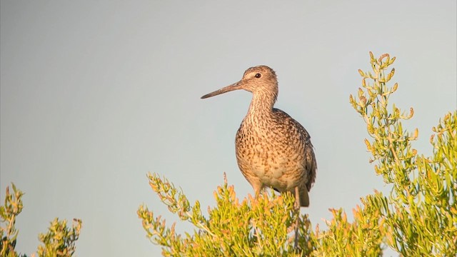 Willet (Western) - ML639519440
