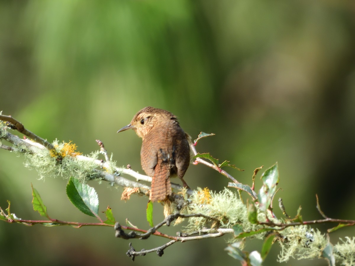Northern House Wren - ML639519500