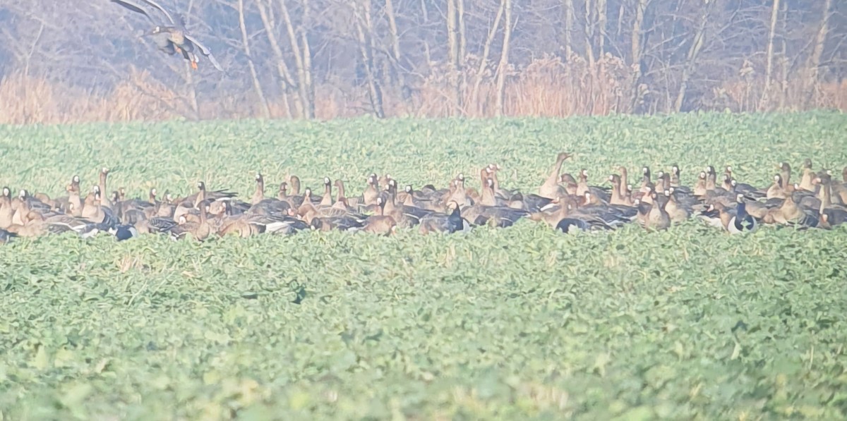 Цагаан шанаат галуу - ML639519522