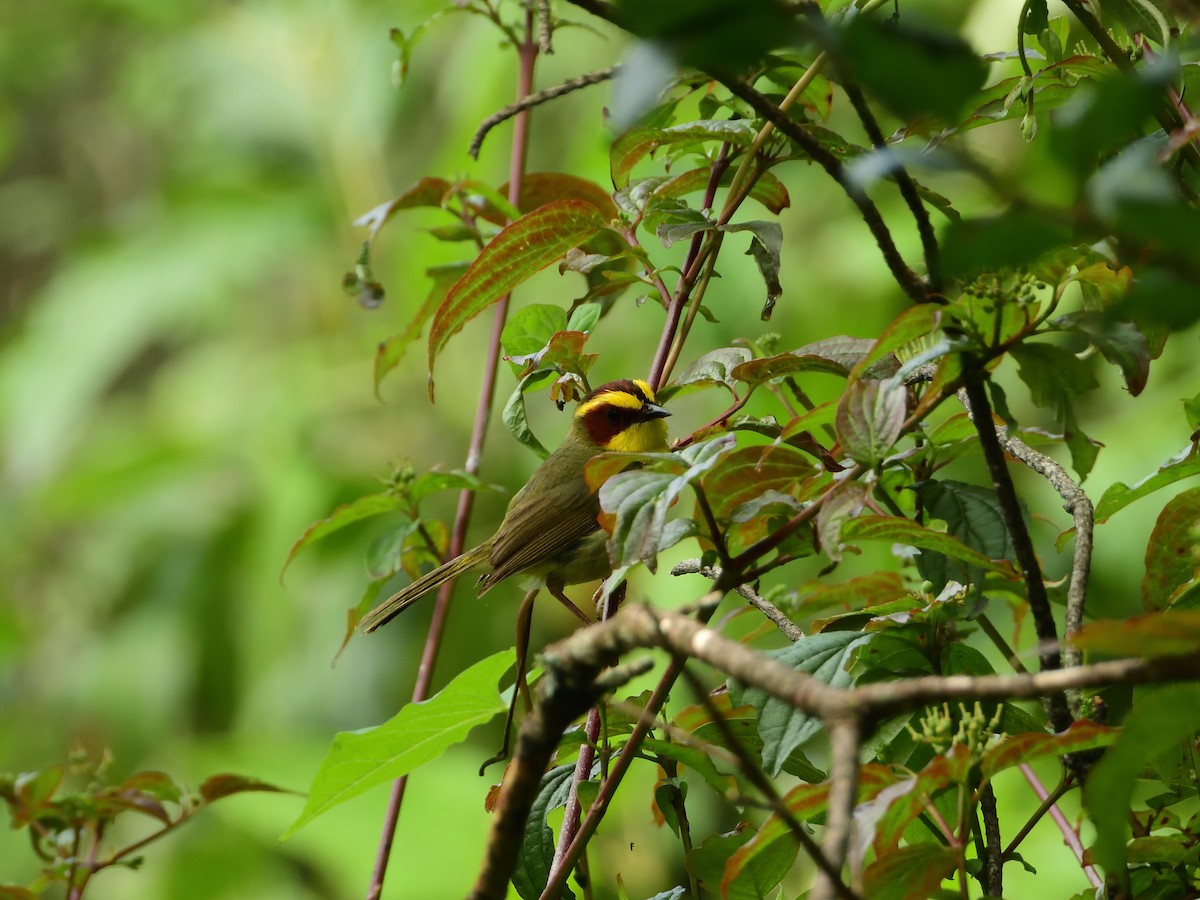 Golden-browed Warbler - ML639519554
