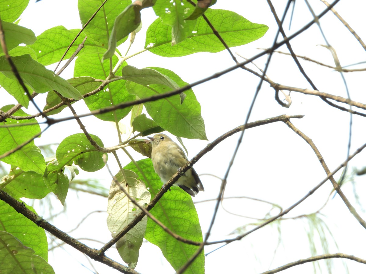 Hutton's Vireo - ML639519625