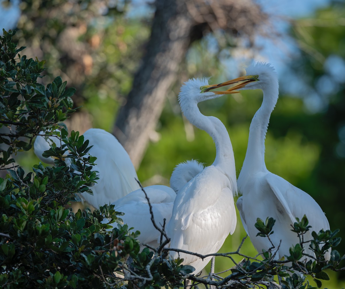 Great Egret - ML639519638
