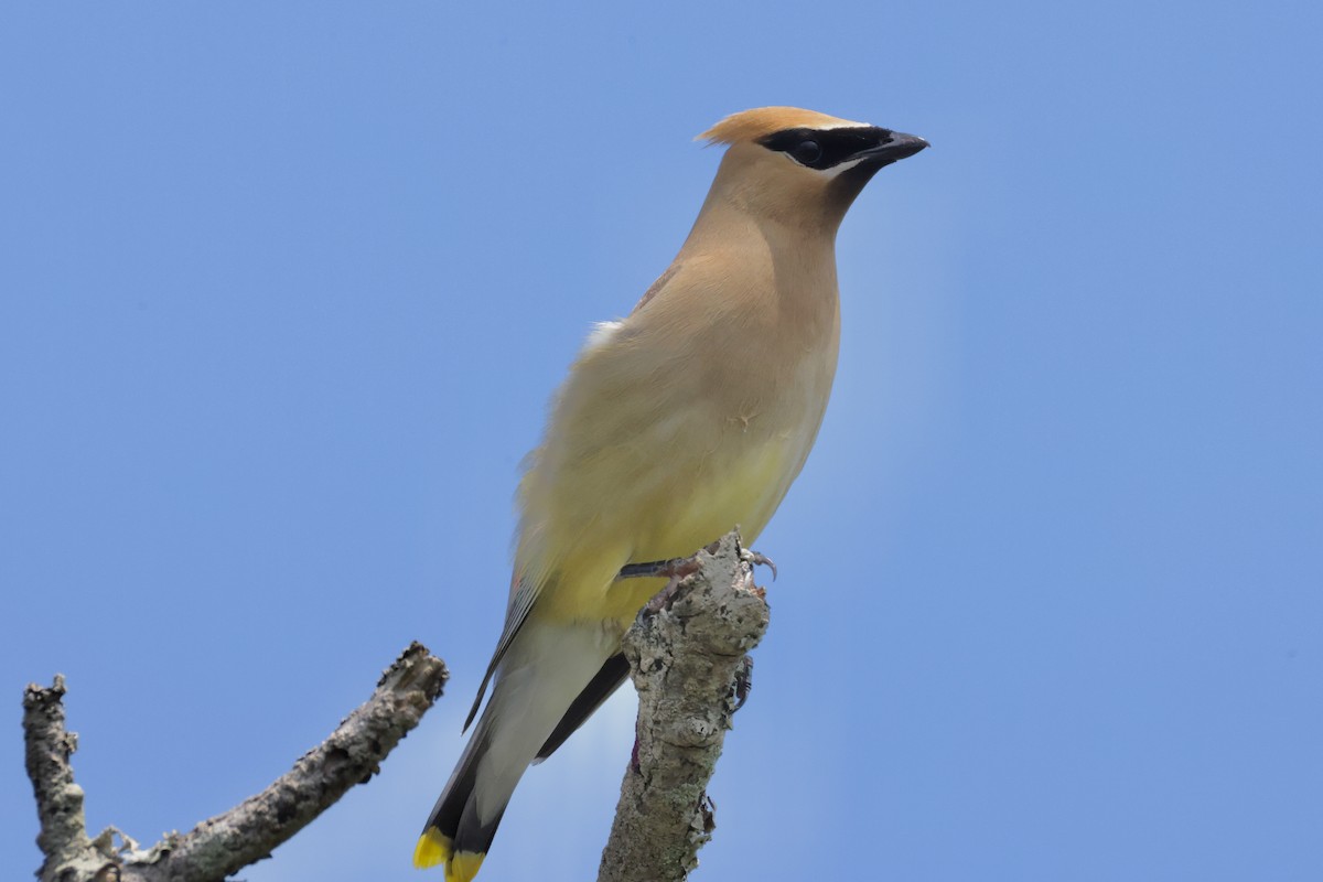 Cedar Waxwing - ML639519726