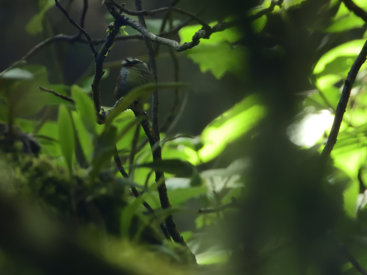 Gray-breasted Wood-Wren - ML639519728