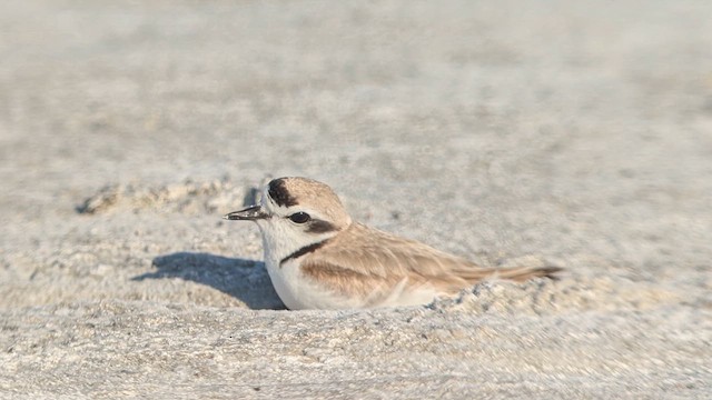 Snowy Plover - ML639519774