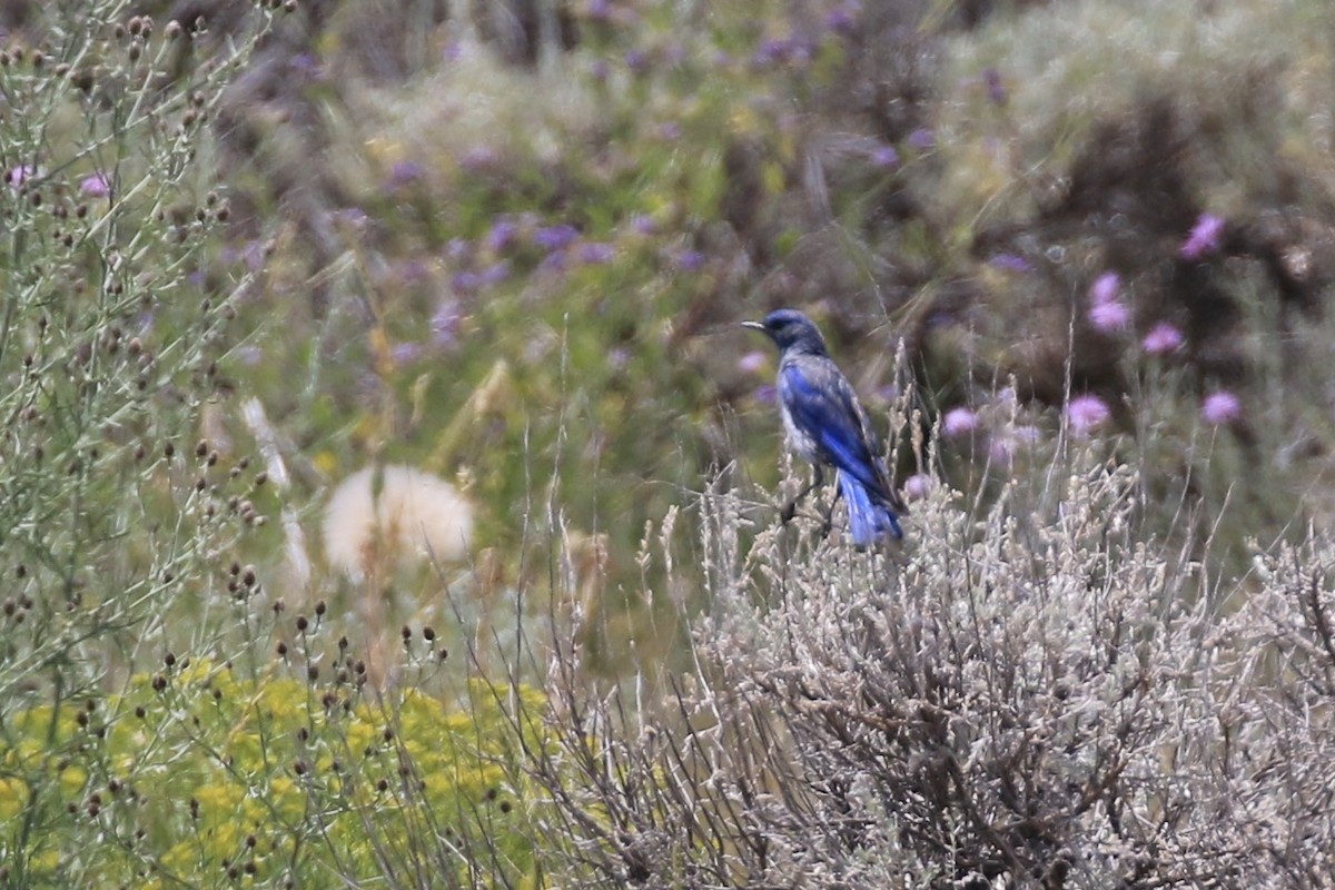Mountain Bluebird - ML639519887