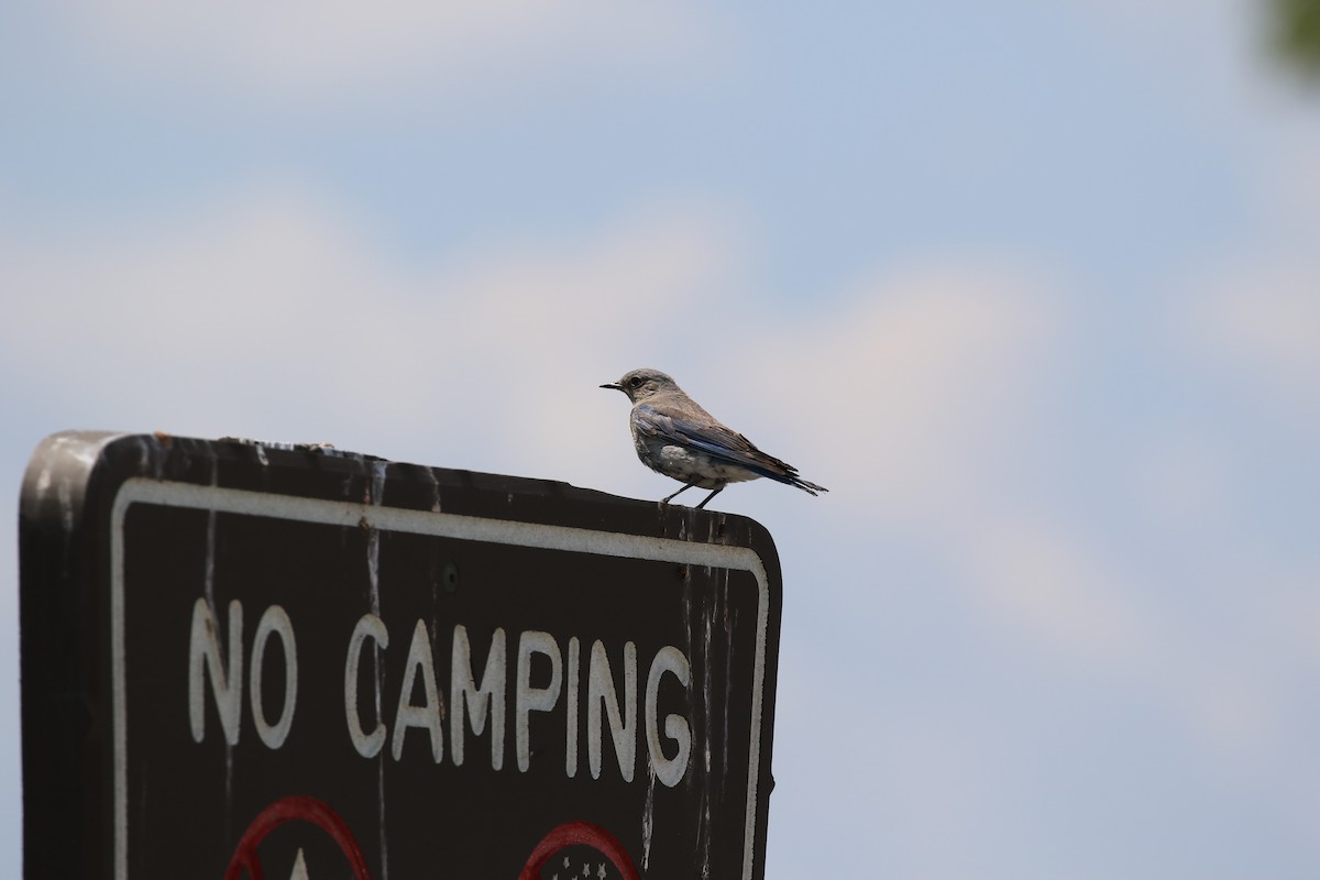 Mountain Bluebird - ML639519888