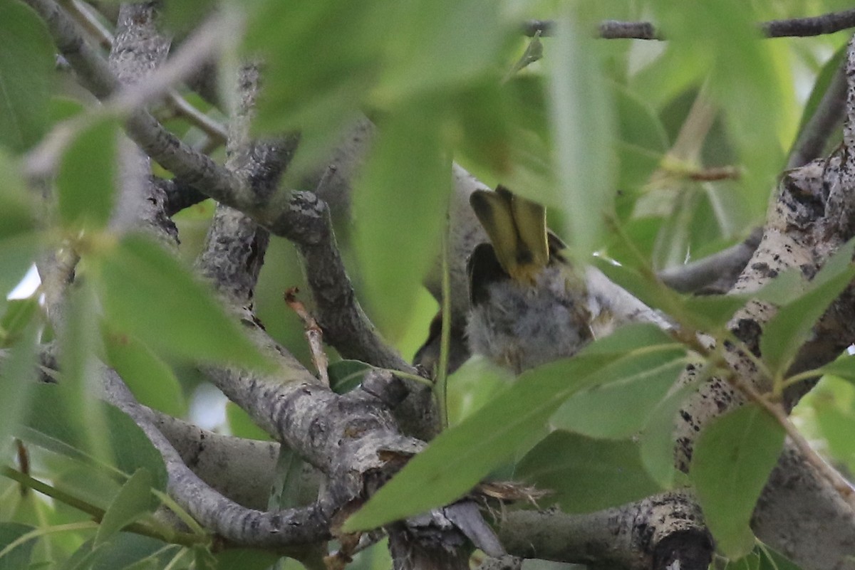 Yellow Warbler (Northern) - ML639519934