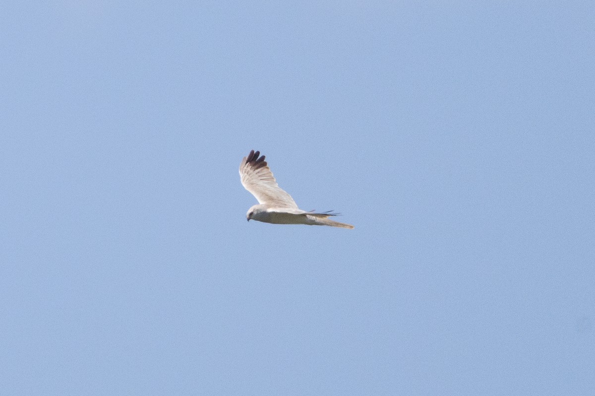 Pallid Harrier - ML639519941