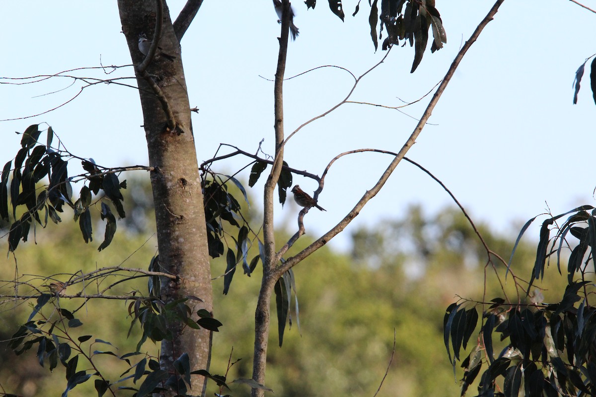 Rufous-collared Sparrow - ML639519981