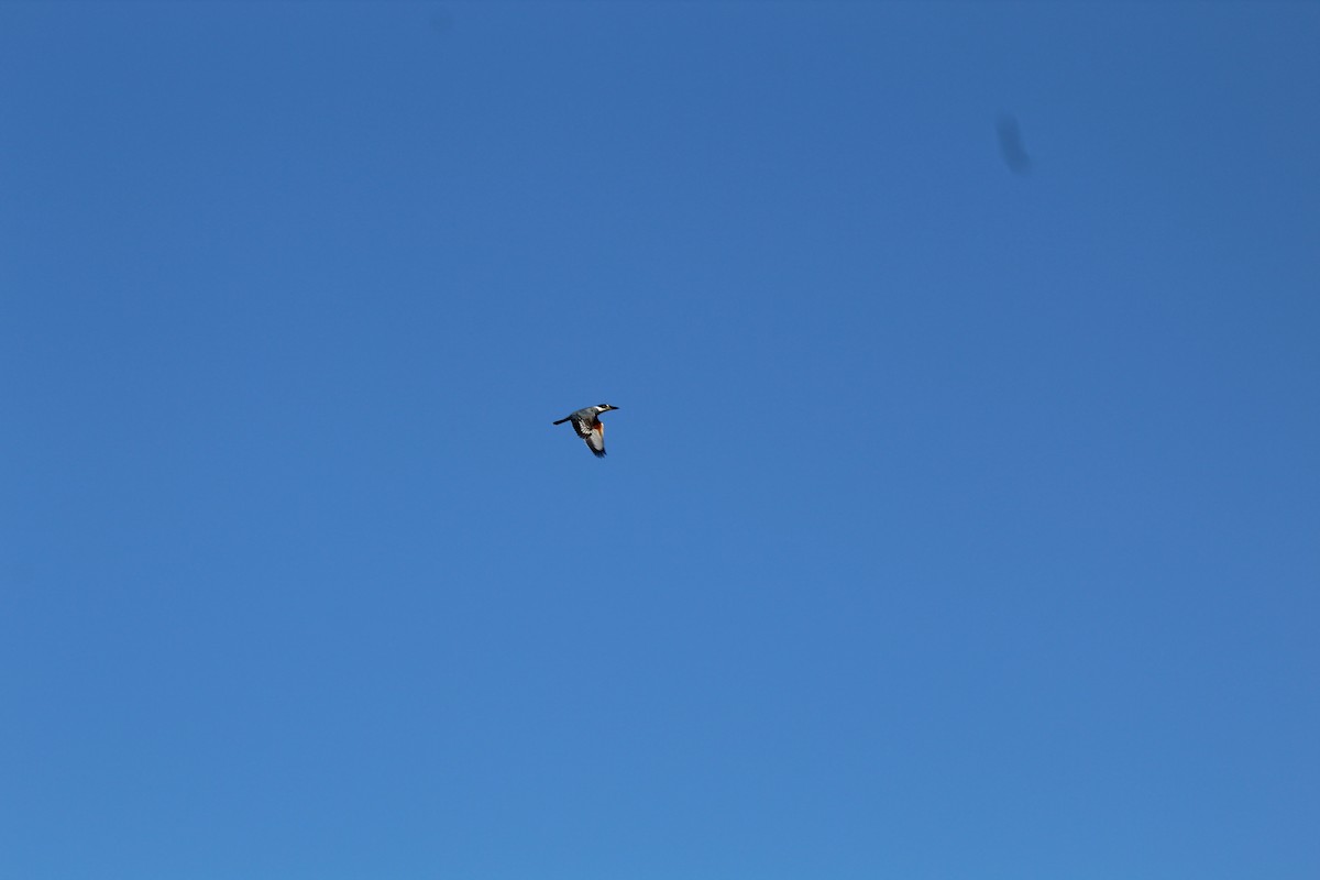 Ringed Kingfisher - ML639519993