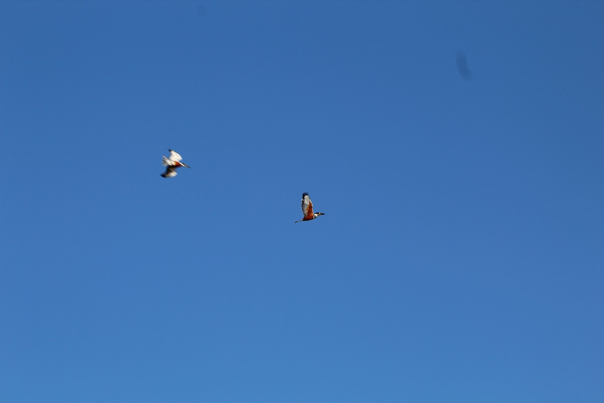 Ringed Kingfisher - ML639519994