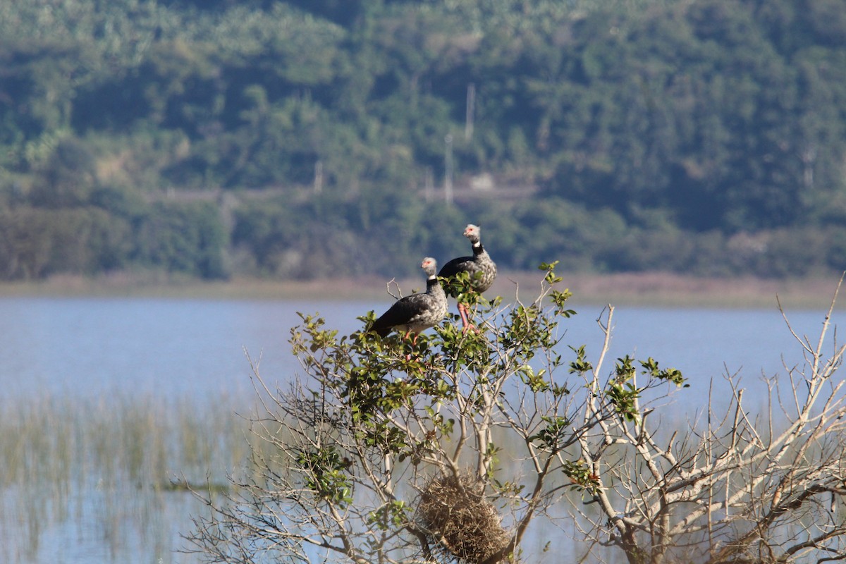 Southern Screamer - ML639520014