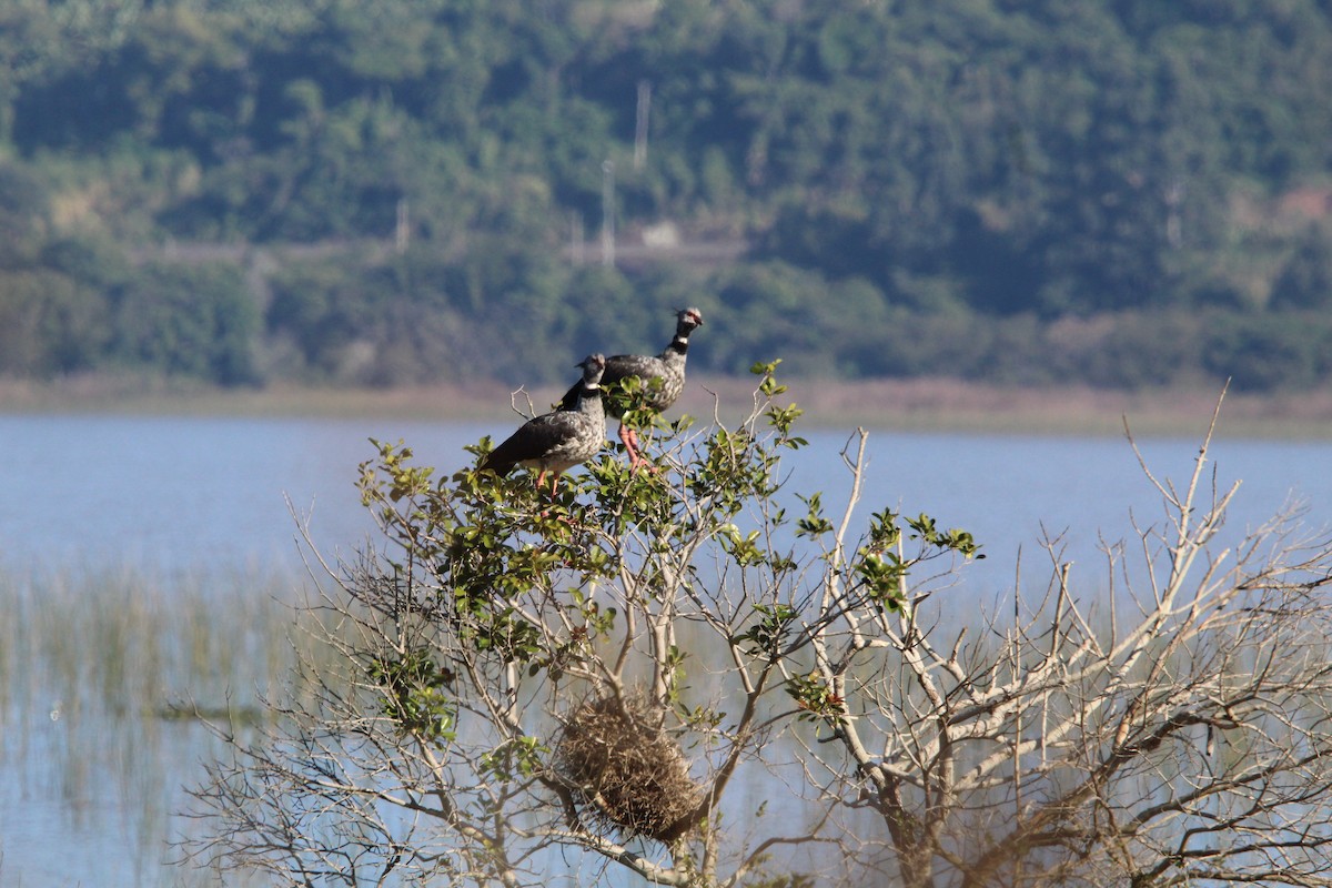 Southern Screamer - ML639520015