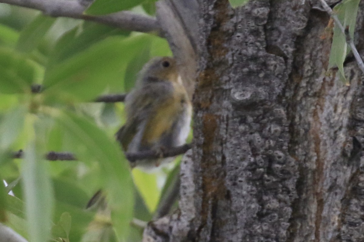 Yellow Warbler (Northern) - ML639520016