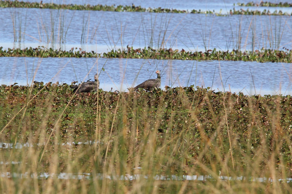 Southern Screamer - ML639520017