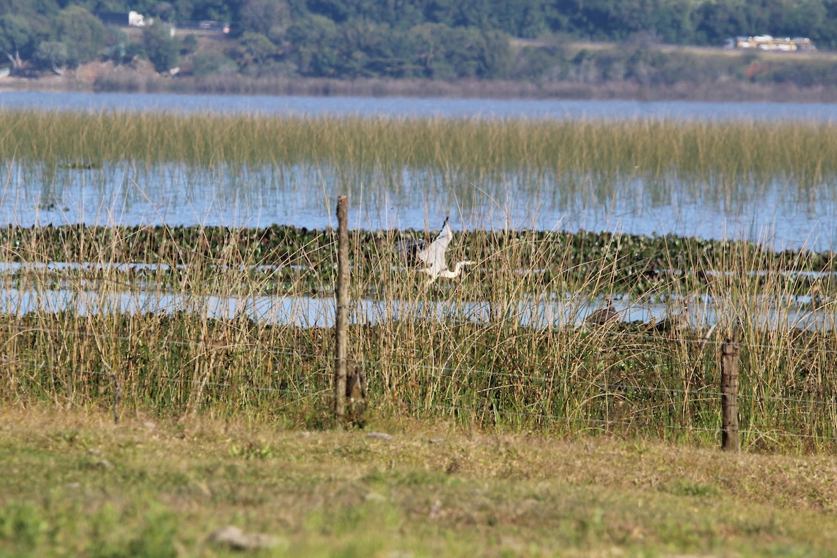 Cocoi Heron - ML639520041