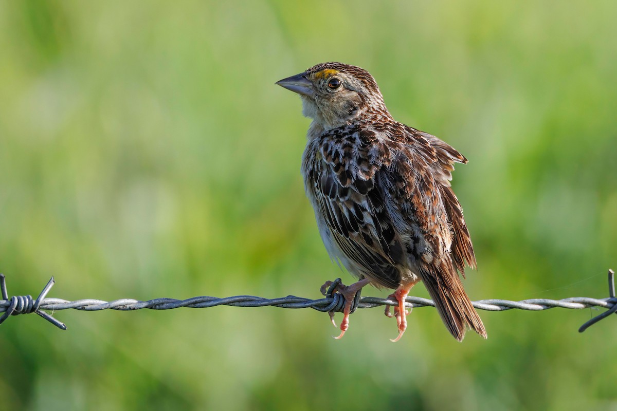 Grasshopper Sparrow - ML639520081