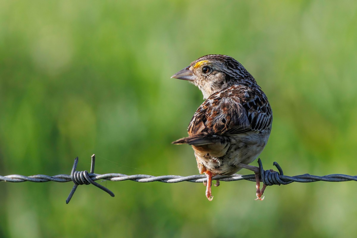 Grasshopper Sparrow - ML639520094
