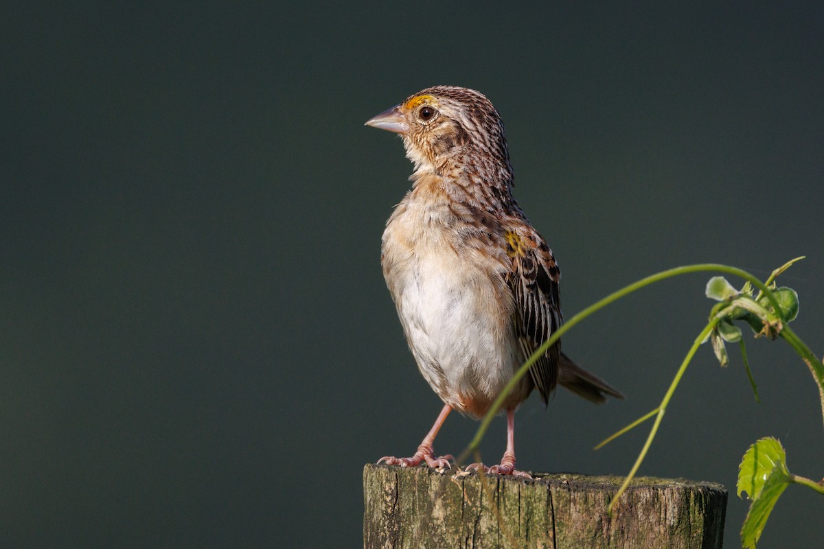 Grasshopper Sparrow - ML639520110
