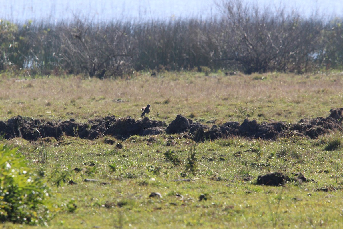 Chimango Caracara - ML639520118