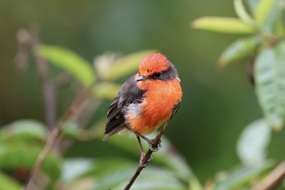 Brujo Flycatcher - ML639520150