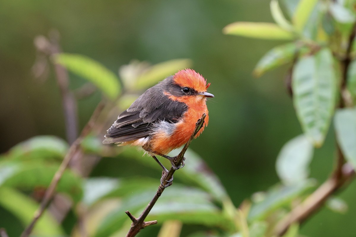Brujo Flycatcher - ML639520151