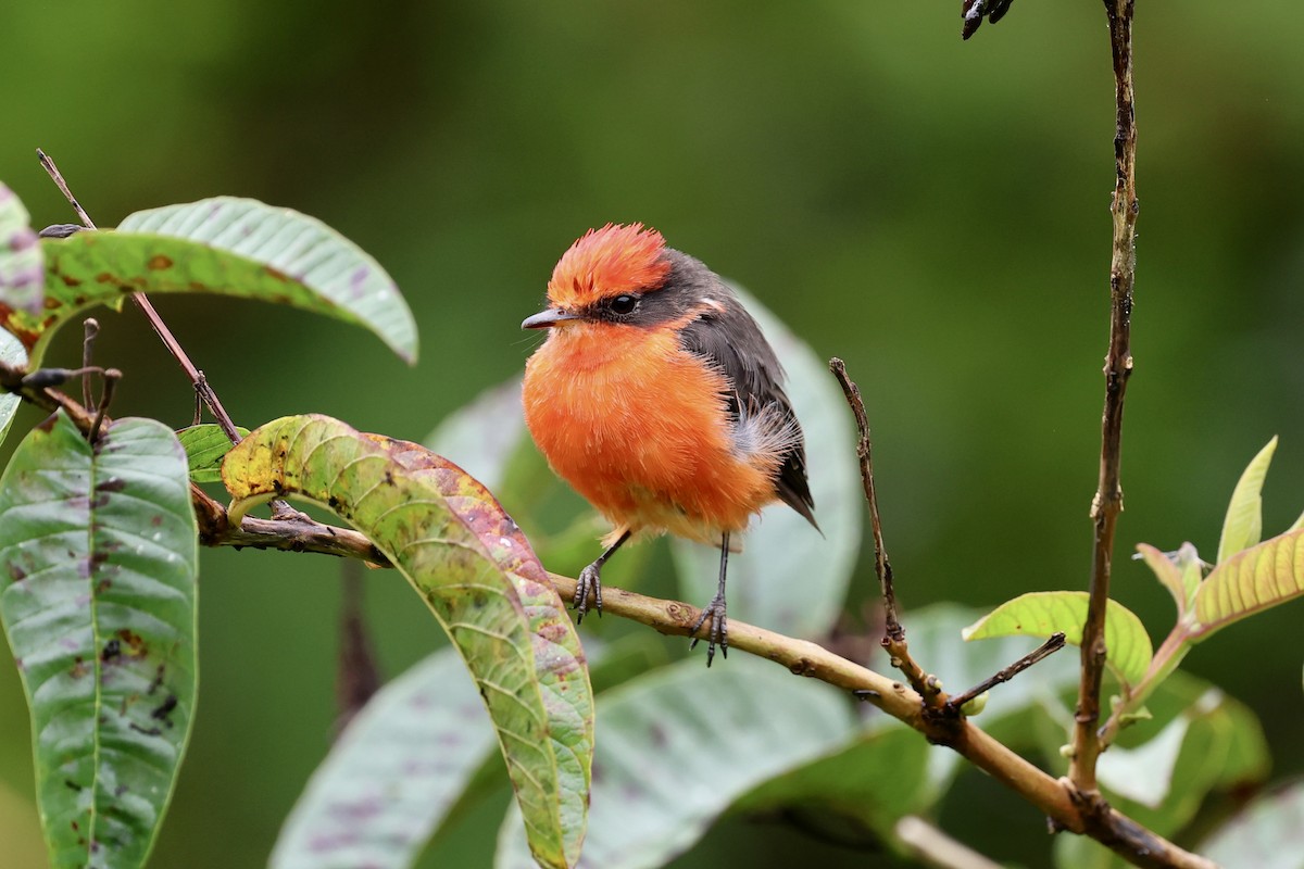 Brujo Flycatcher - ML639520152