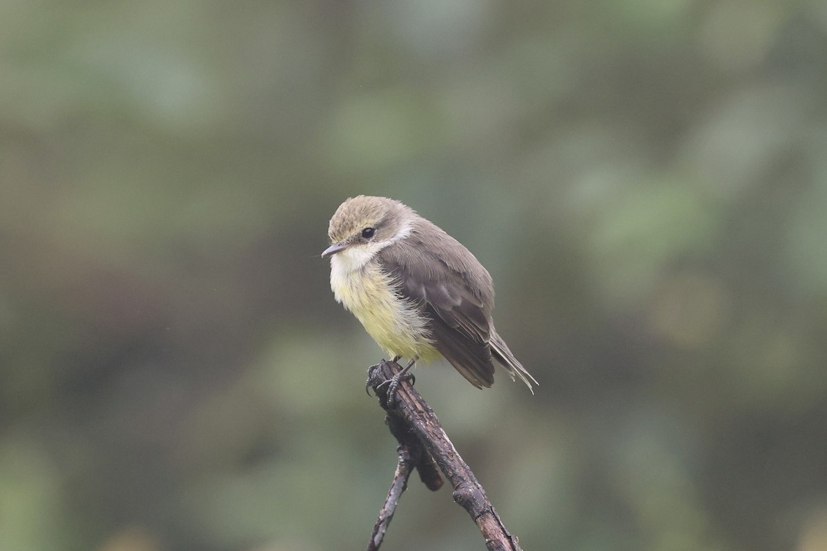 Brujo Flycatcher - ML639520153