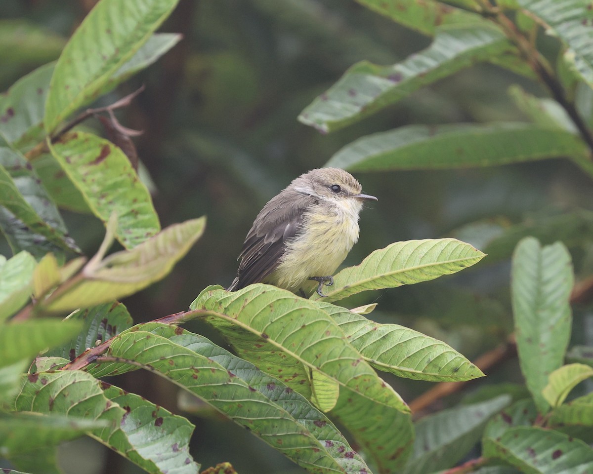 Brujo Flycatcher - ML639520154