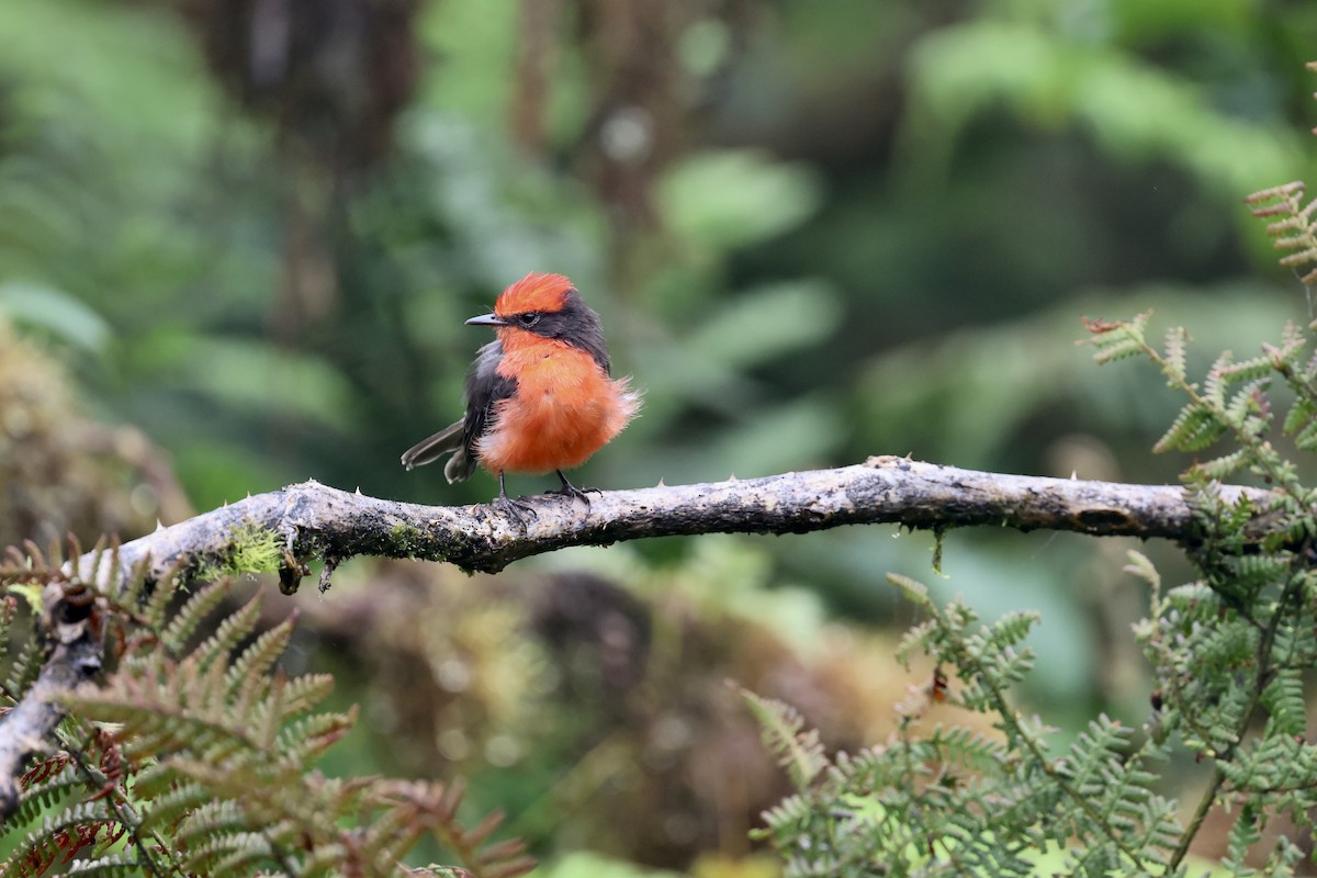 Brujo Flycatcher - ML639520155