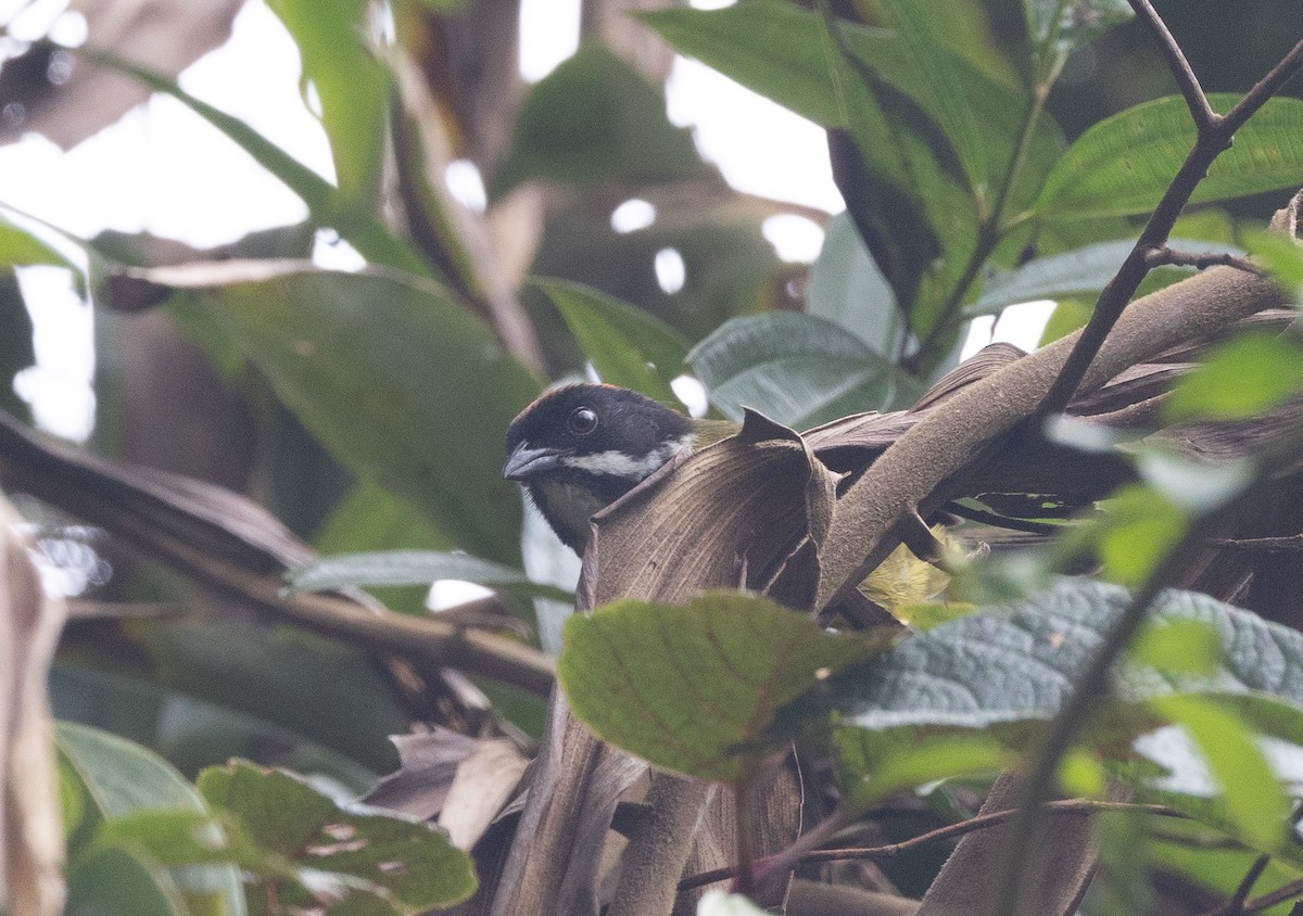 Moustached Brushfinch (Moustached) - ML639520263