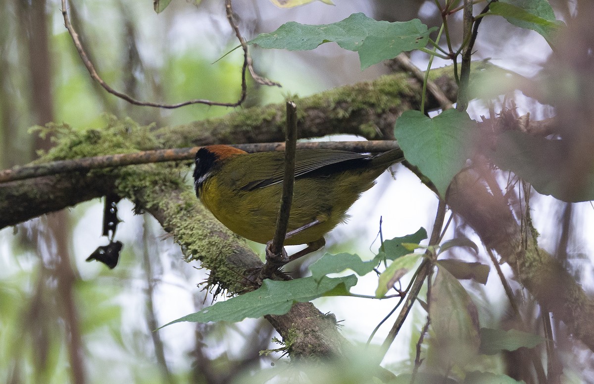 Moustached Brushfinch (Moustached) - ML639520264