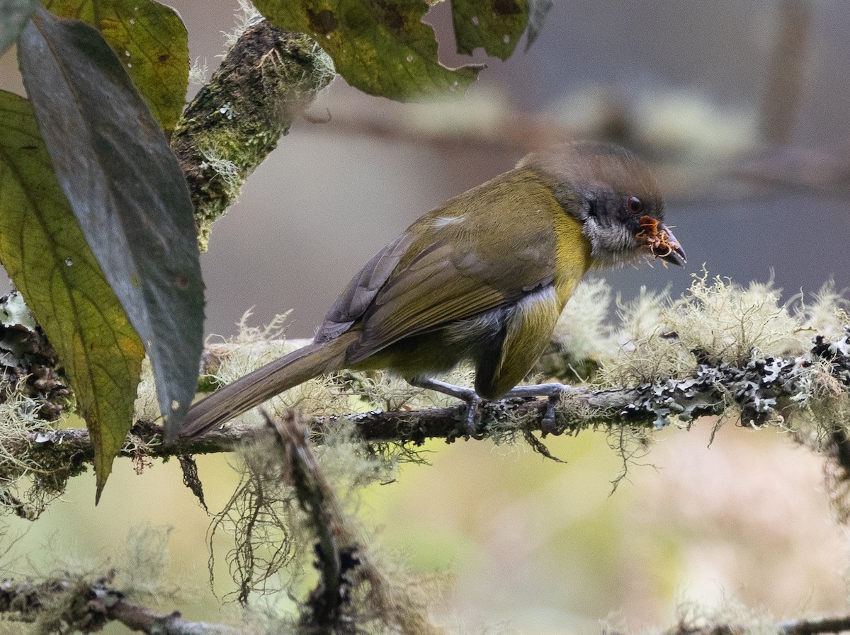 Common Chlorospingus (Northern Andes) - ML639520283