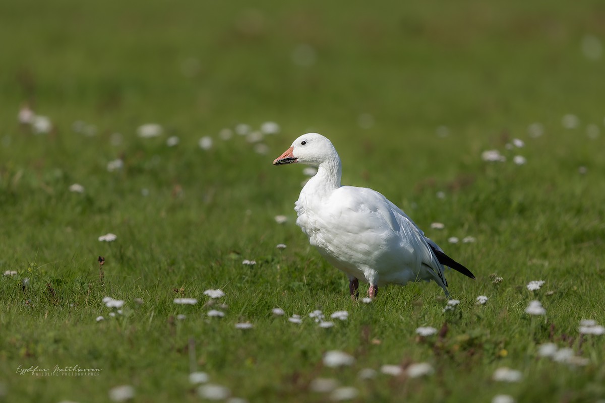 Snow Goose - ML639520297