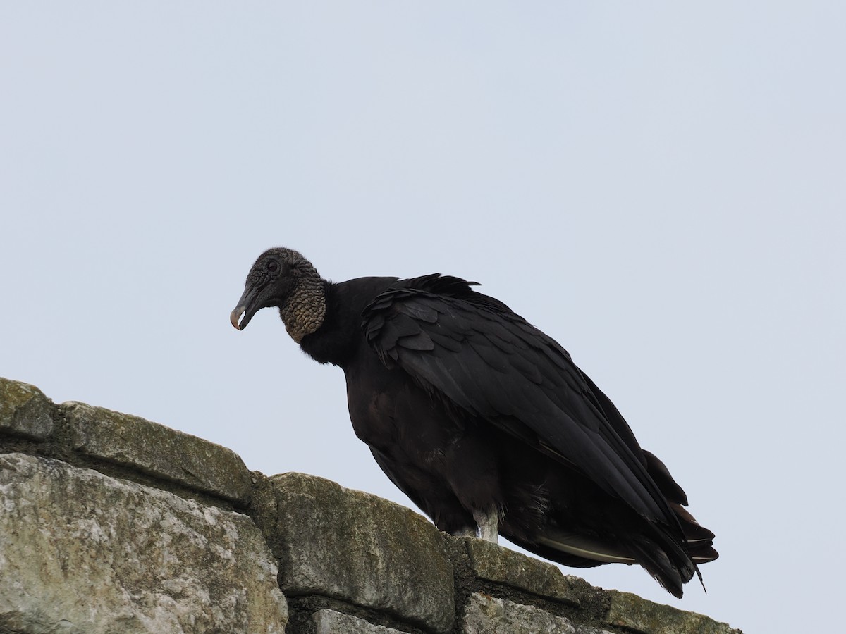 Black Vulture - ML639520302