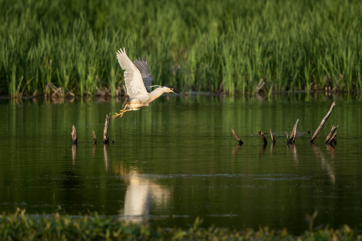 Black-crowned Night Heron - ML639520381