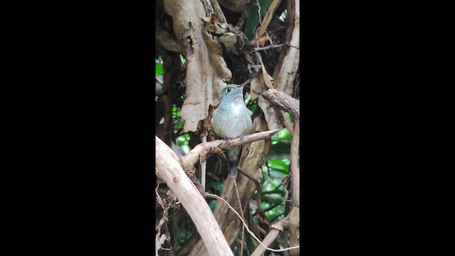 Glanzamazilie - ML639520492