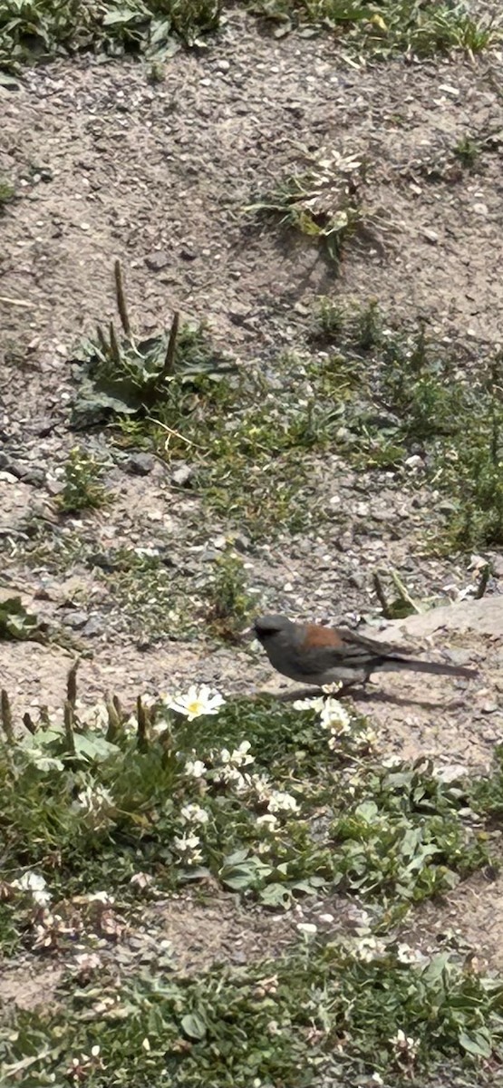 Dark-eyed Junco (Gray-headed) - ML639520524