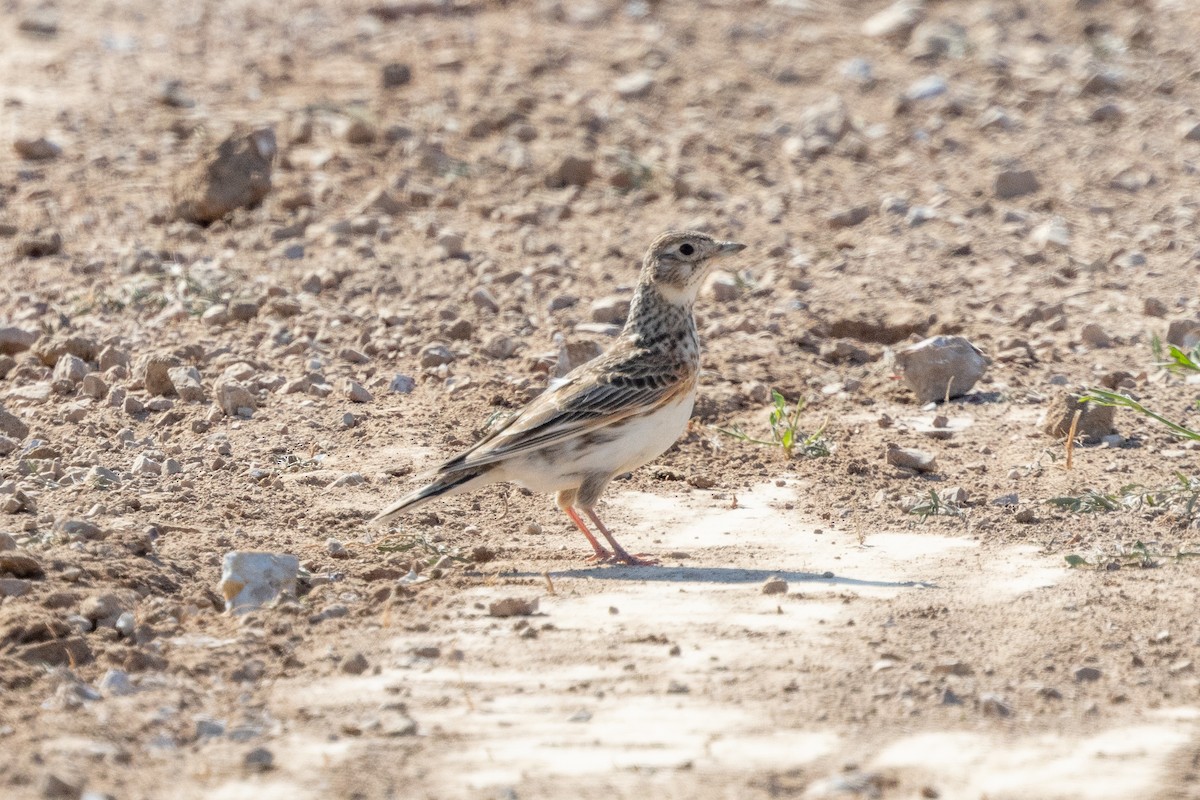 White-winged Lark - ML639520554