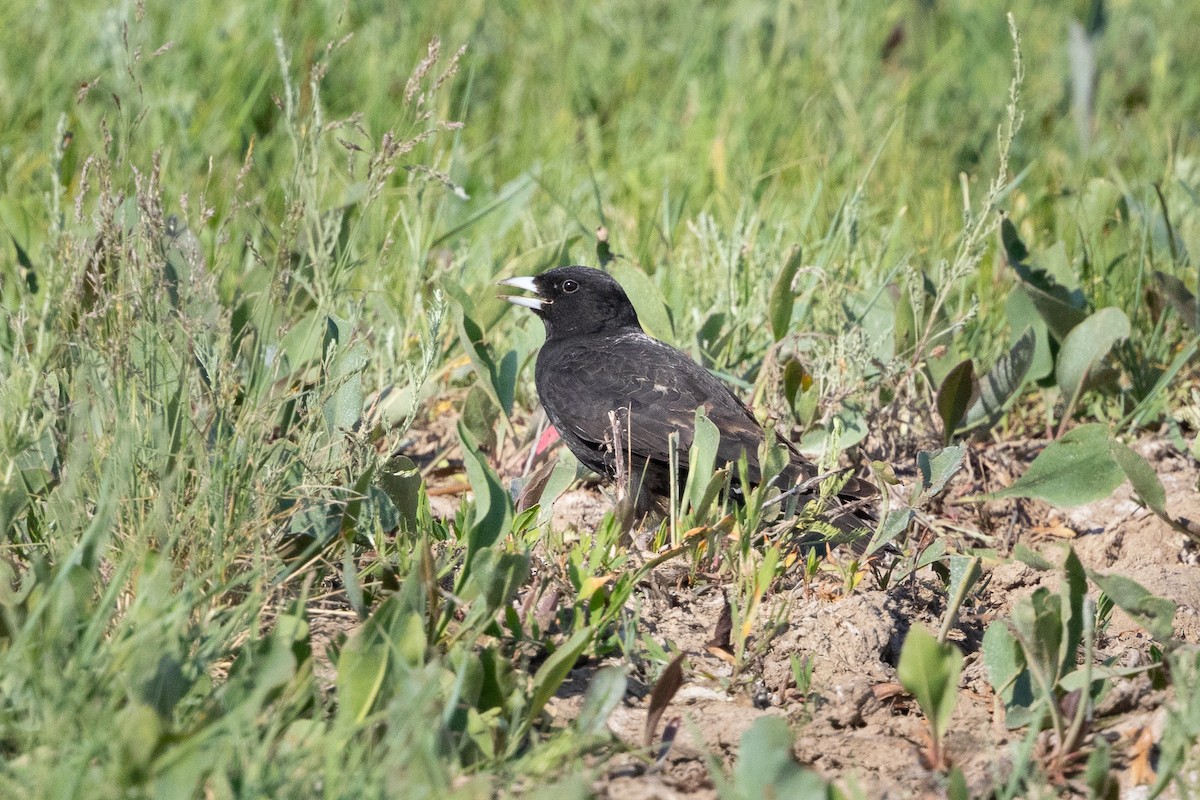 Black Lark - ML639520558