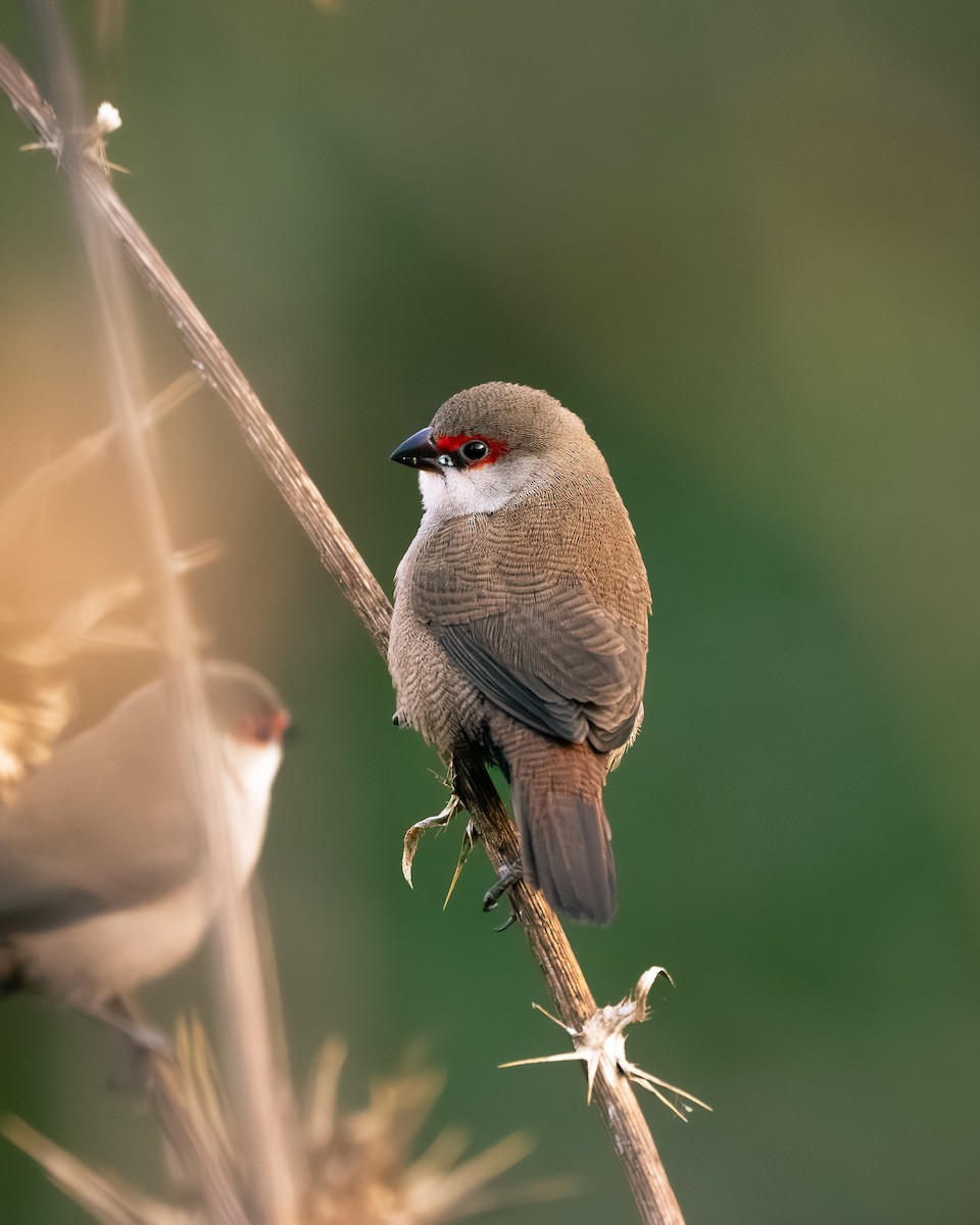 Common Waxbill - ML639520571
