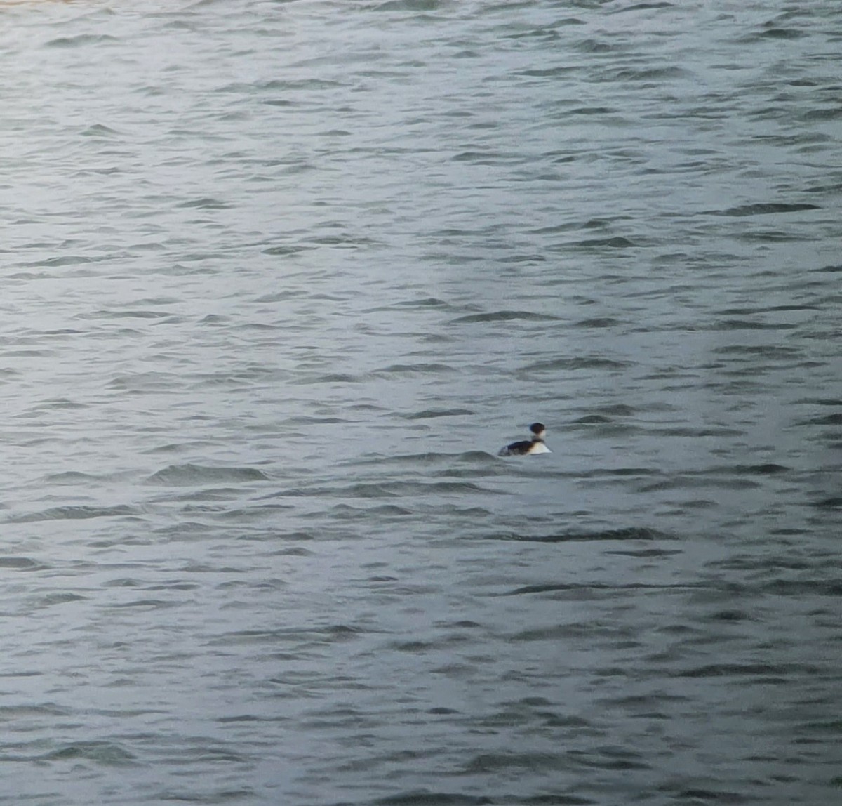 Horned Grebe - ML639520669