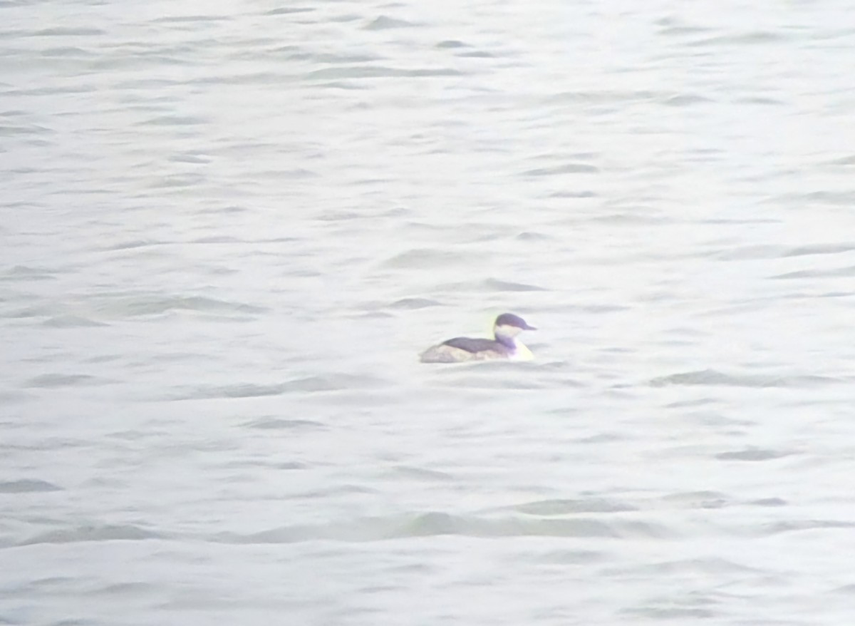 Horned Grebe - ML639520670