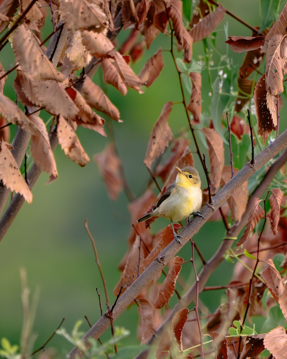 Melodious Warbler - ML639520808