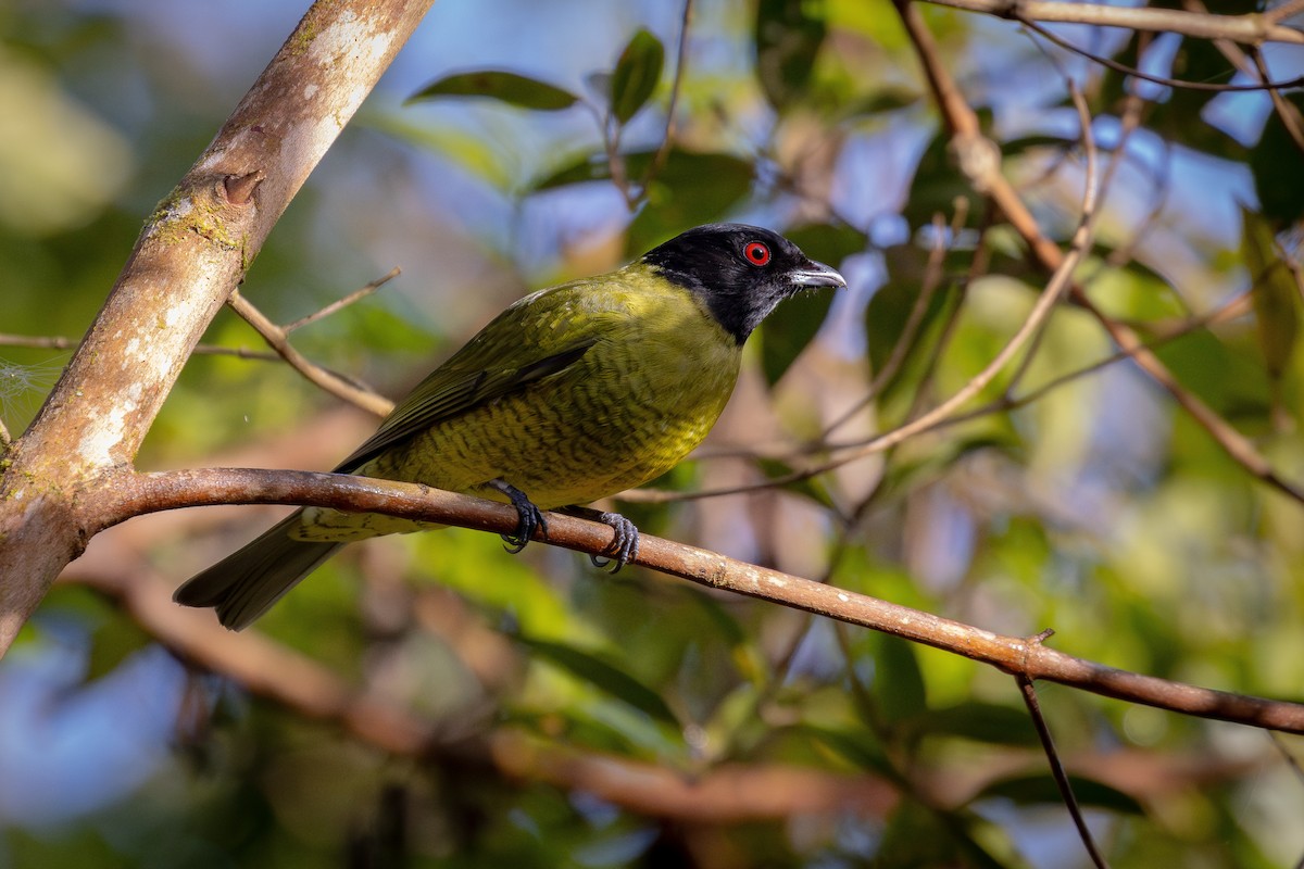 Black-headed Berryeater - ML639520812