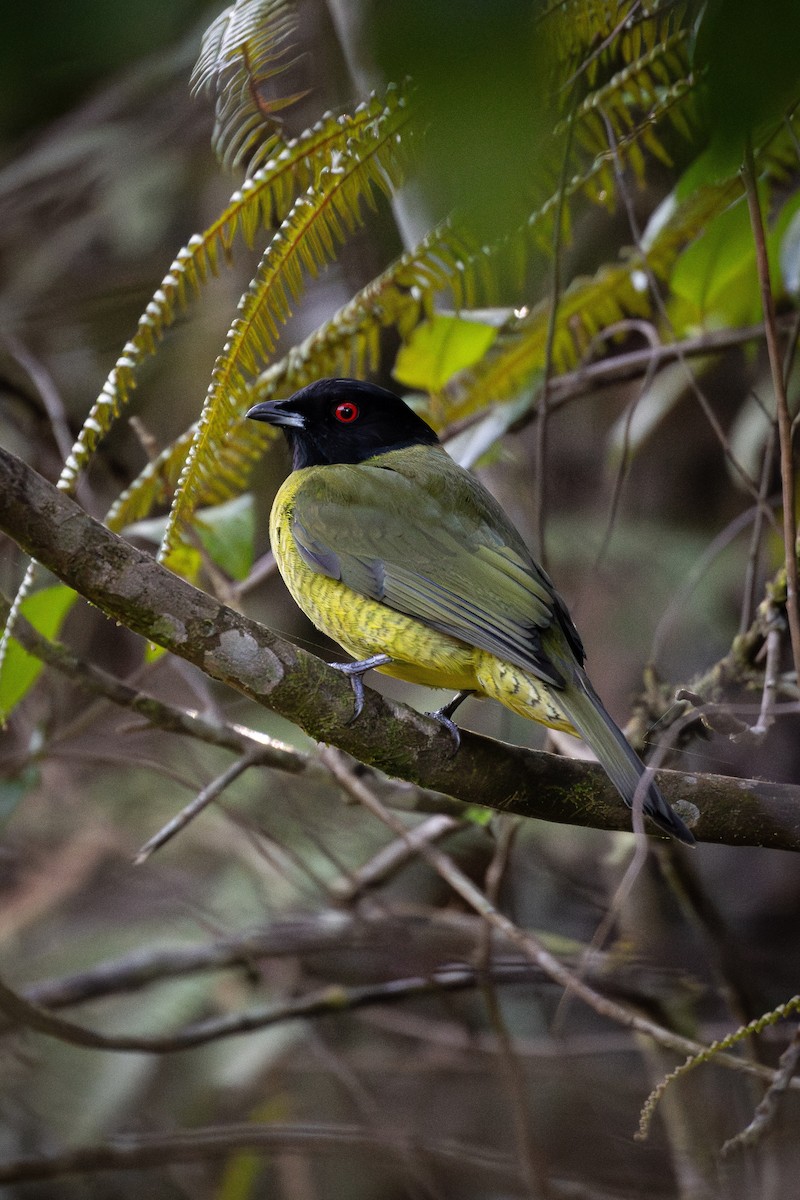 Black-headed Berryeater - ML639520813