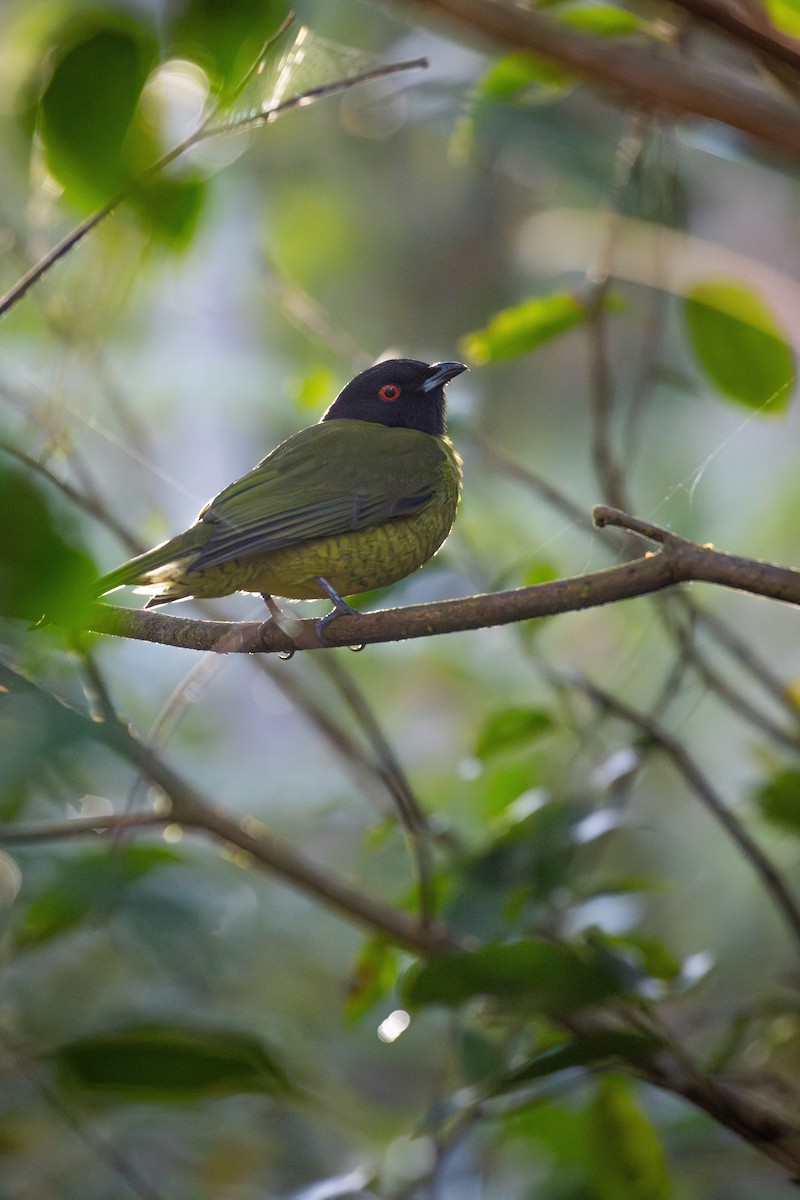 Black-headed Berryeater - ML639520814