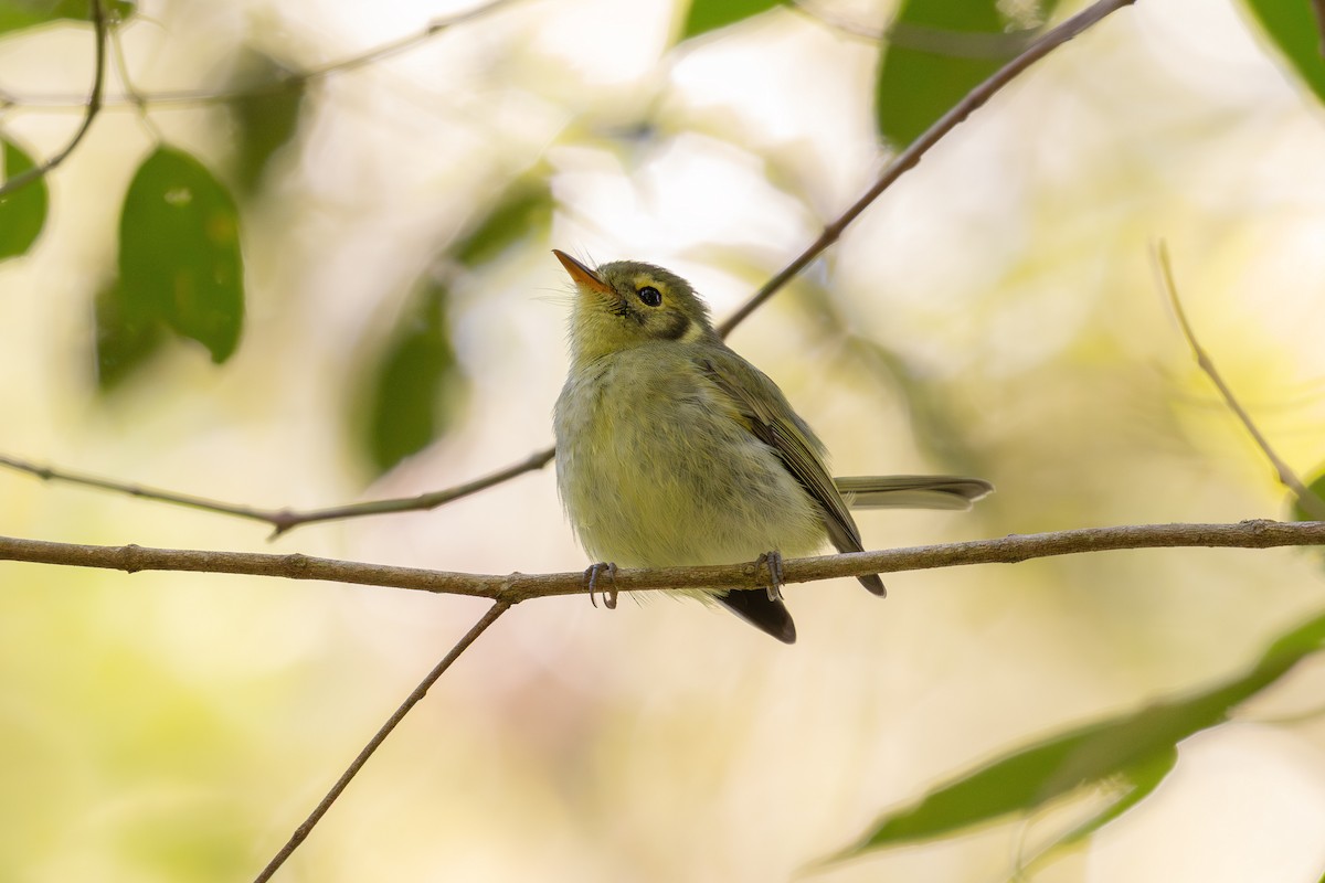 Oustalet's Tyrannulet - ML639520838