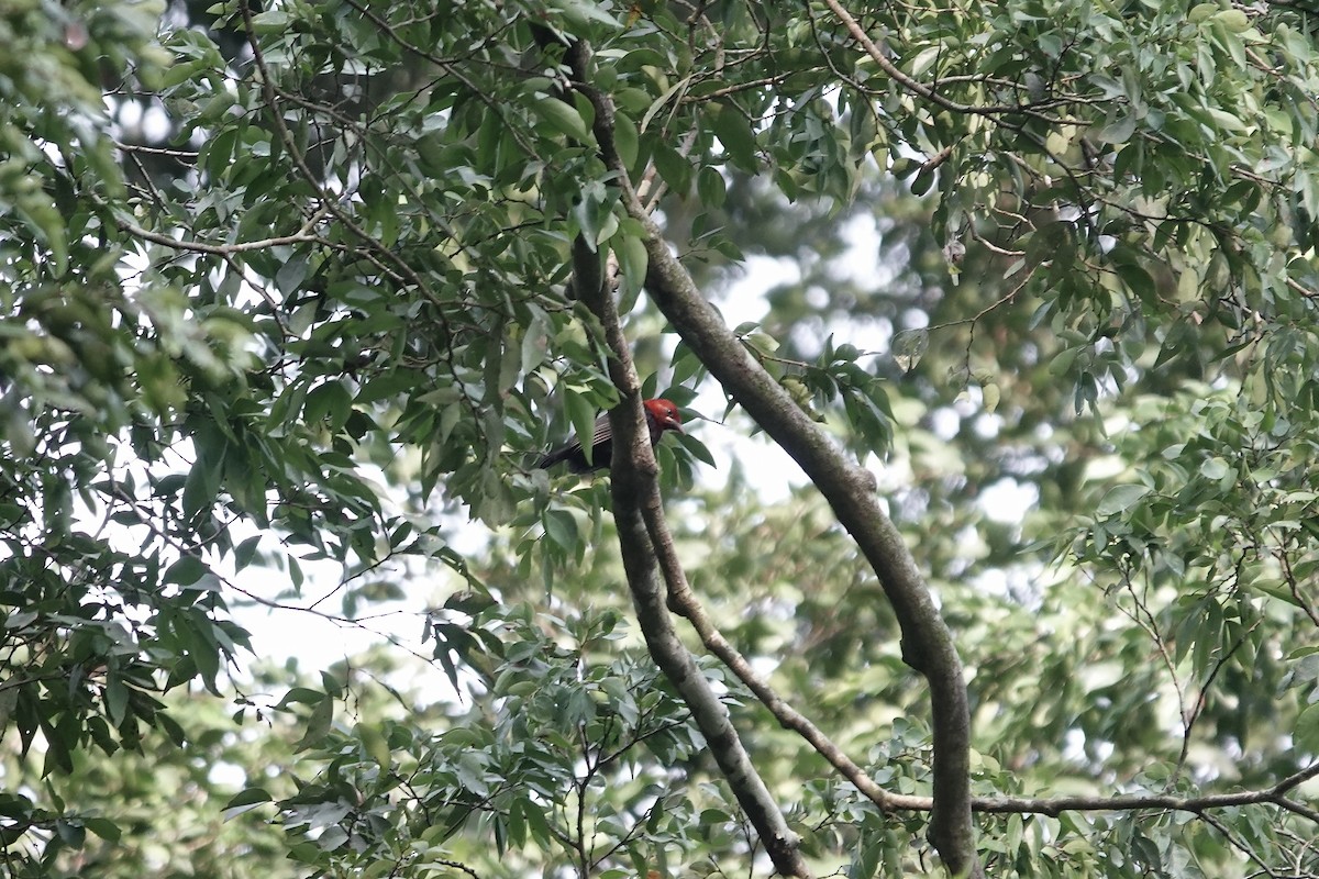 Crested Malimbe - ML639520882